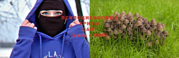 PSILOCYBIN Арсеньев